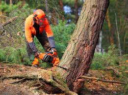 Leaf Removal in Bosque Farms, NM