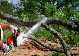 Best Tree and Shrub Care  in Bosque Farms, NM