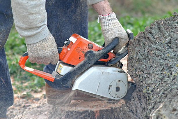 Best Emergency Tree Removal  in Bosque Farms, NM