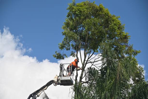 Best Hazardous Tree Removal  in Bosque Farms, NM