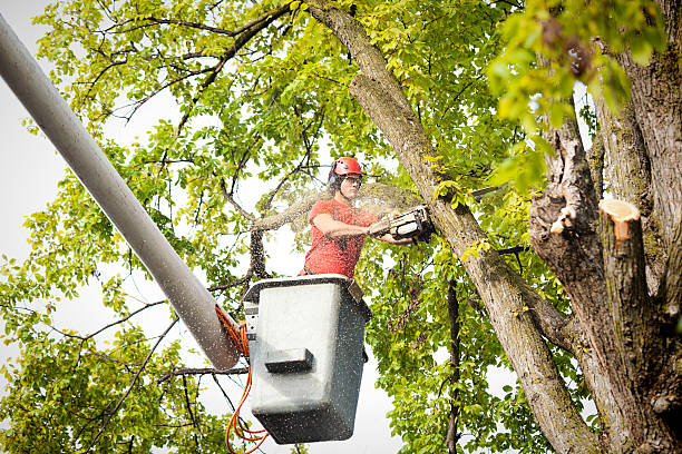  Bosque Farms, NM Tree Services Pros