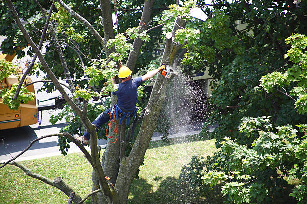 How Our Tree Care Process Works  in  Bosque Farms, NM