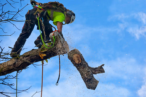 Best Tree Removal Service  in Bosque Farms, NM