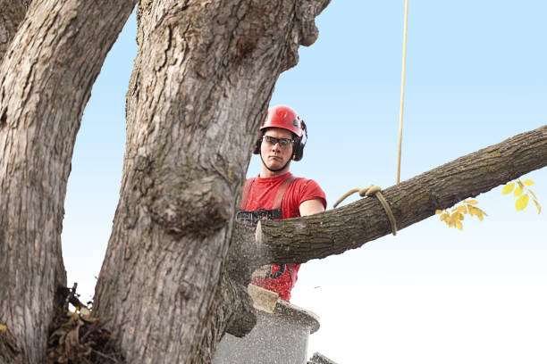 Reliable Bosque Farms, NM Tree Services Solutions